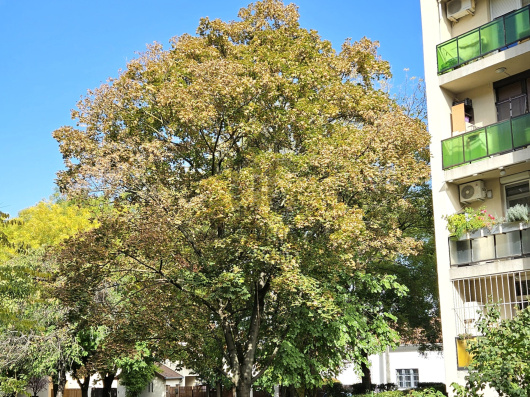 Index image
