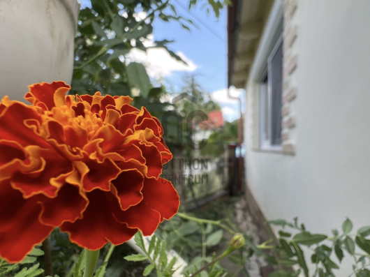 Index image